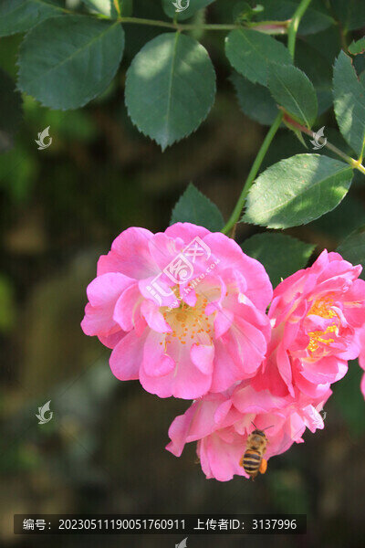 紅薔薇