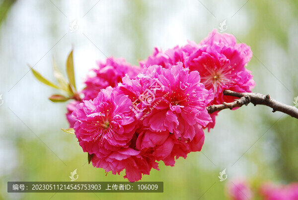 一枝桃花