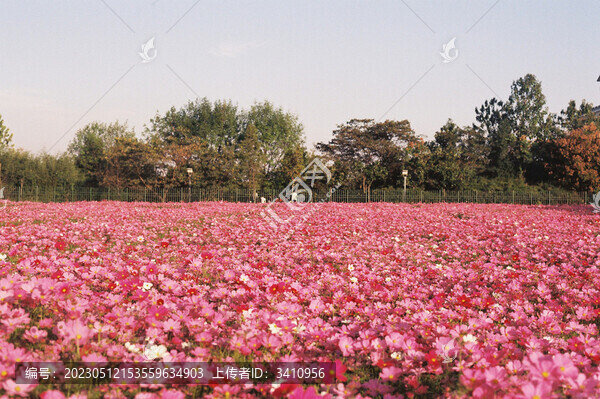 晴朗天氣格桑花波斯菊綻放