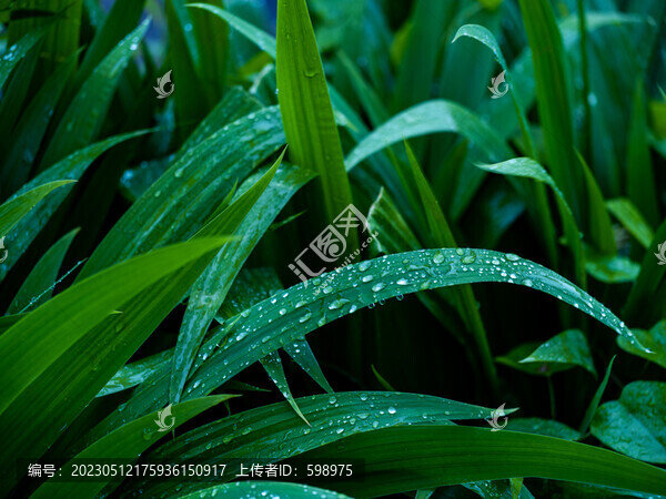 帶雨珠的植物