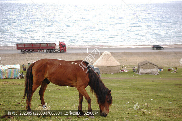 草原上有一只棕色野馬