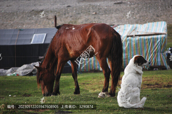 草原上有一匹野馬和一只牧羊犬