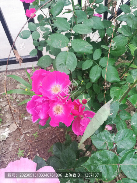 月季花