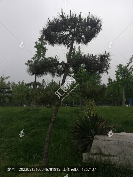 怪異的針葉松