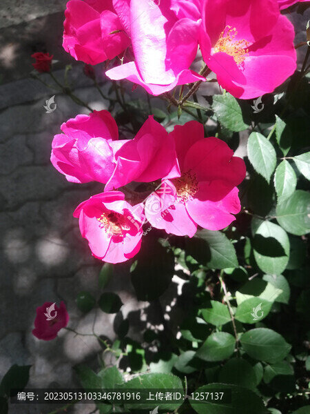 月季花
