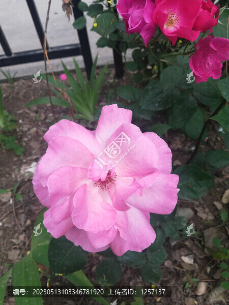 月季花