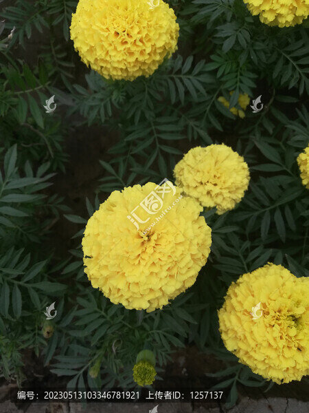 黃色萬(wàn)壽菊