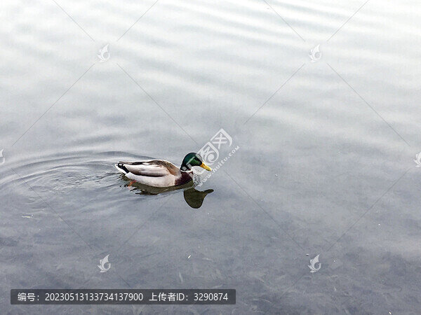 寧?kù)o的湖中游泳的野鴨