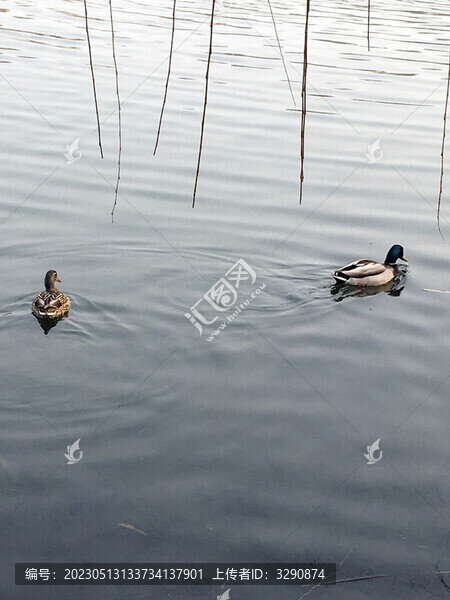 寧靜的湖中游泳的野鴨