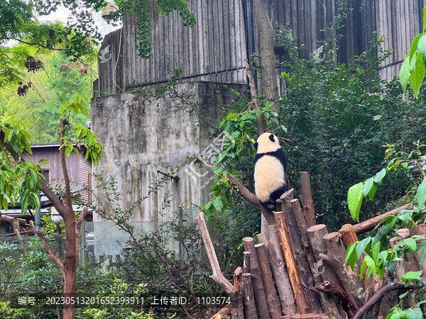 成都大熊貓繁育基地大熊貓