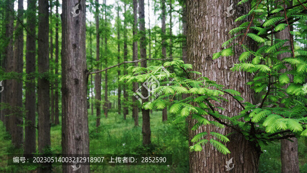 茂密的樹林
