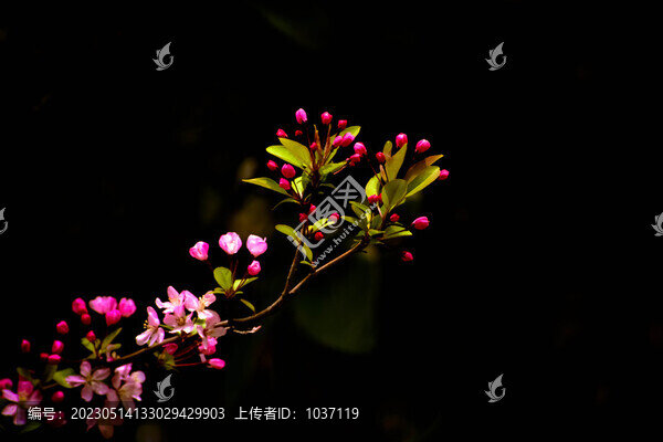 春暖花開