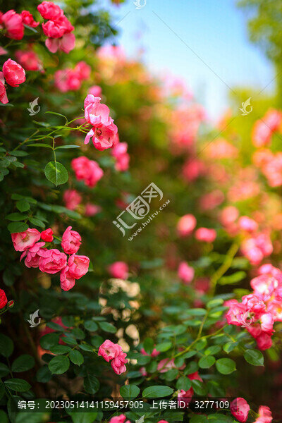 杭州白馬湖公園薔薇花海