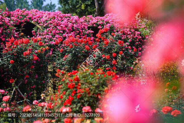杭州白馬湖公園薔薇花海