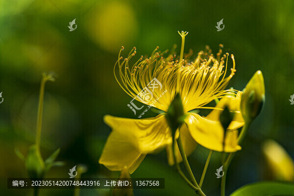 金絲桃