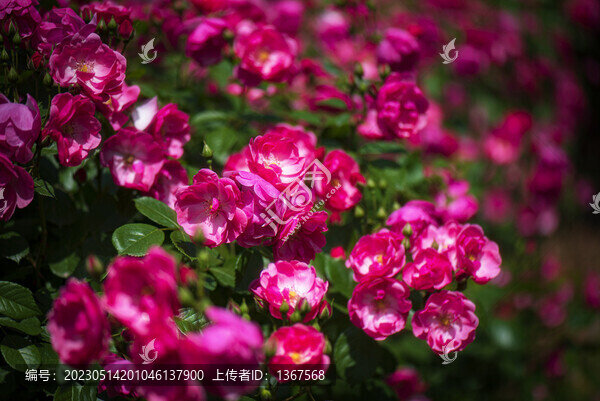 薔薇