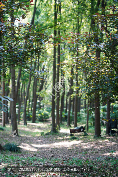 公園樹林