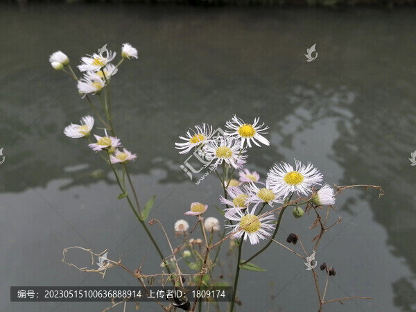 野菊花