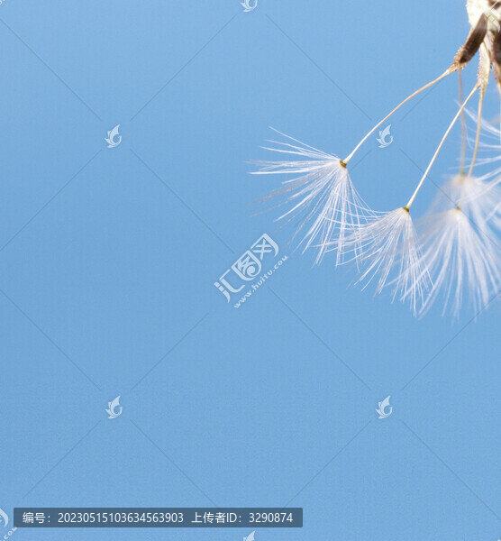 美麗的夢幻的輕盈的蒲公英