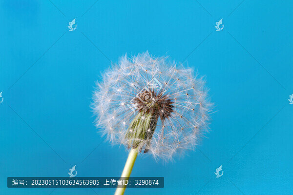 美麗的夢(mèng)幻的輕盈的蒲公英