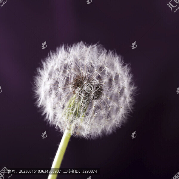 美麗的夢幻的輕盈的蒲公英