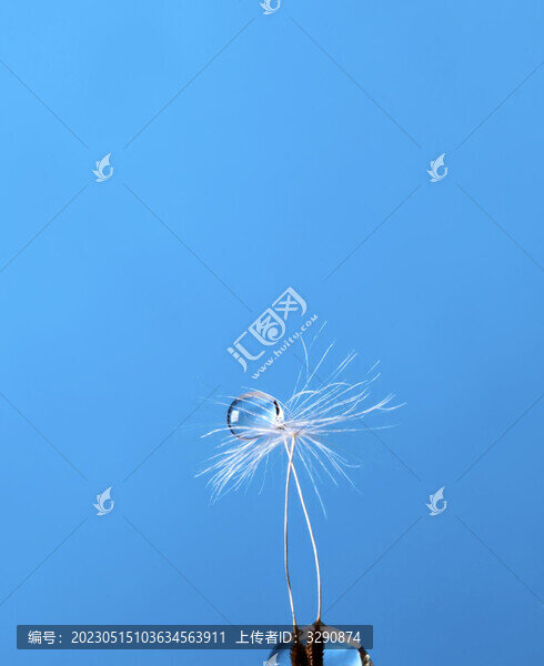 美麗的夢幻的輕盈的蒲公英