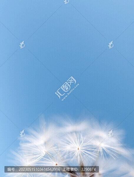 美麗的夢幻的輕盈的蒲公英