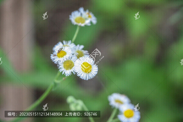 白菊