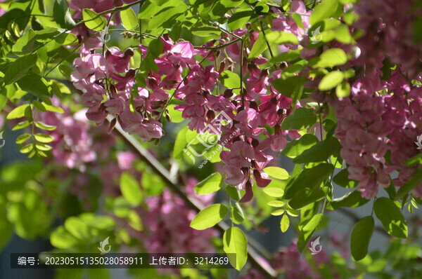 紫槐花