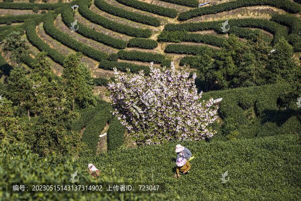 富陽老拔山村茶園