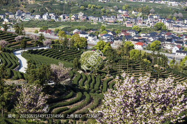 富陽老拔山村茶園