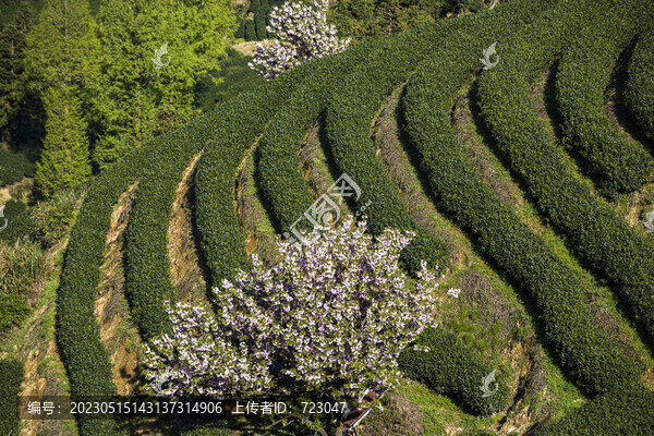 富陽老拔山村茶園