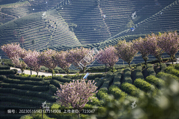 富陽老拔山村茶園