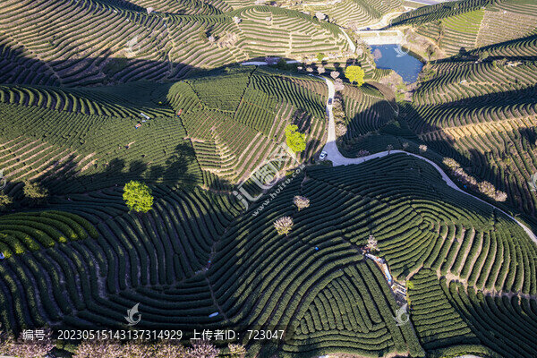 富陽(yáng)老拔山村茶園