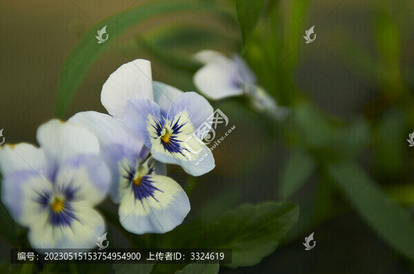 淡藍(lán)色三色堇角堇
