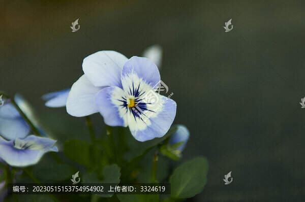 淡藍色三色堇角堇