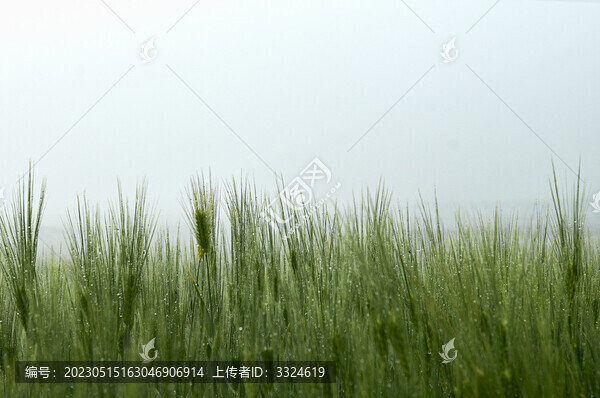 雨后的青麥穗
