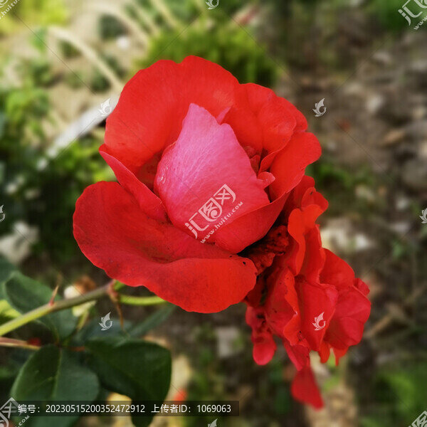 月季花