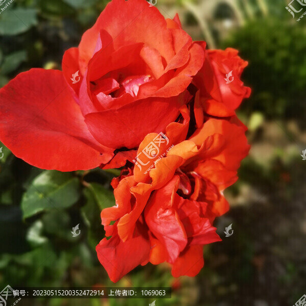 月季花