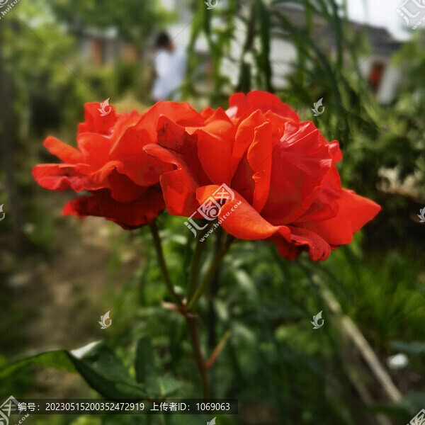 月季花