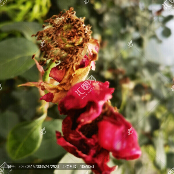 月季花