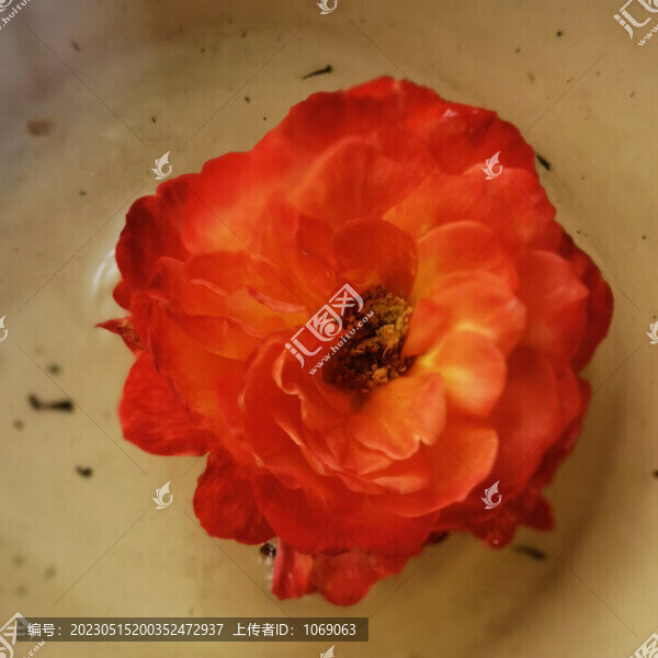 月季花