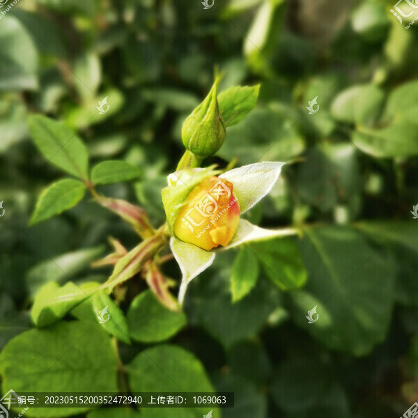 月季花