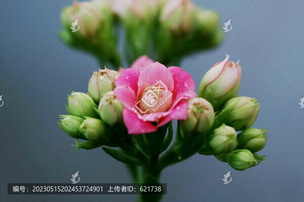 盛開的長壽花