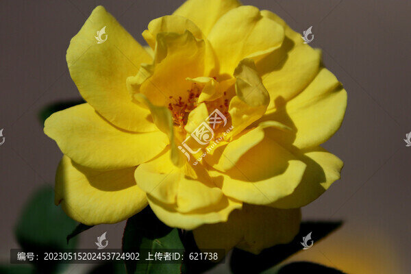 盛開的長壽花
