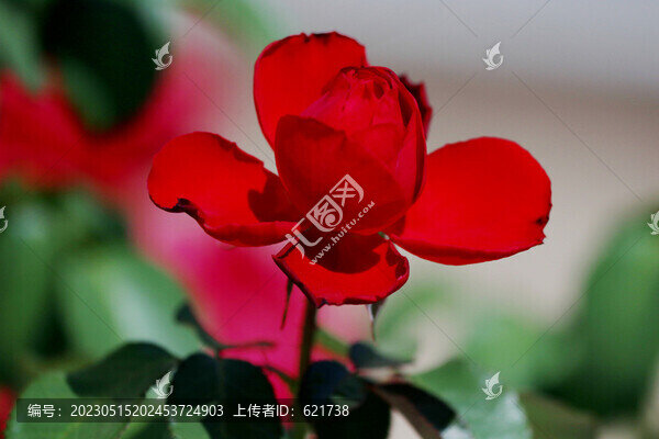 盛開的長壽花