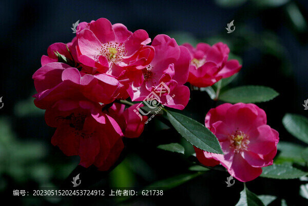 盛開的長壽花