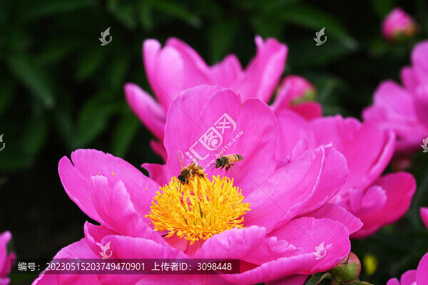蜜蜂