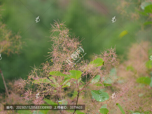 黃櫨樹(shù)
