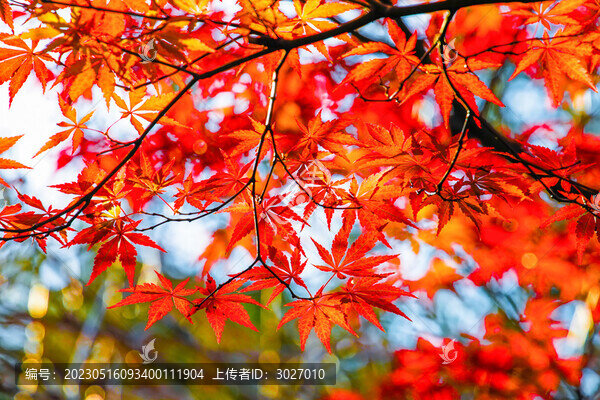 瞻園紅楓